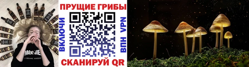 Галлюциногенные грибы MAGIC MUSHROOMS  мега ссылка  Зубцов  хочу наркоту 